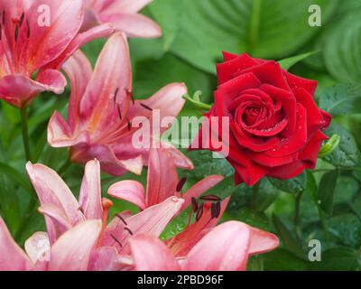 Wunderschöne rote Rosenblume und rosa Lilienblumen im Blumenbeet inmitten üppiger grüner Blätter von Hosta nach dem Regen im Juli. Der natürliche Sommerrucksack Stockfoto