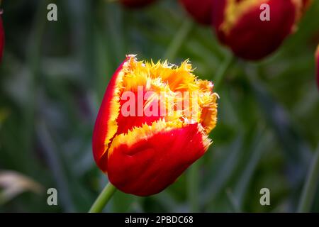 Wunderschöne rot-gelbe Tulipa Davenport im Frühling, Nahaufnahme Stockfoto