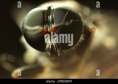 Makrobilder von Fliegenaugen Stockfoto
