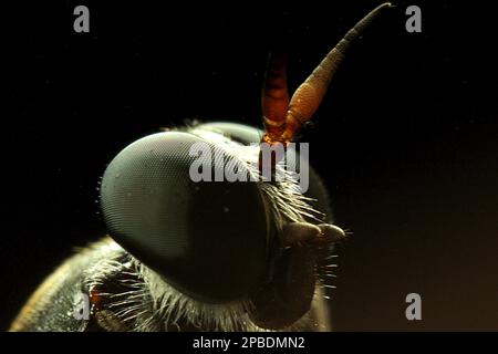 Makrobilder von Fliegenaugen Stockfoto