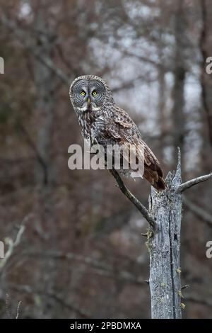 Eine wunderschöne Great Gray Owl wartet im Sax Zim Bog im Norden Minnesotas auf ihre nächste Mahlzeit, wo Borealwälder die Landschaft mit Schönheit und Vögeln prägen Stockfoto