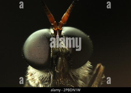 Makrobilder von Fliegenaugen Stockfoto