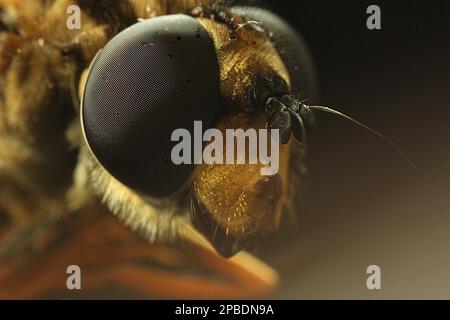 Makrobilder von Fliegenaugen Stockfoto