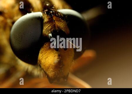 Makrobilder von Fliegenaugen Stockfoto