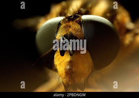 Makrobilder von Fliegenaugen Stockfoto