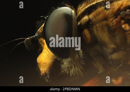 Makrobilder von Fliegenaugen Stockfoto