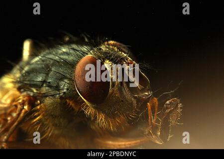Makrobilder von Fliegenaugen Stockfoto