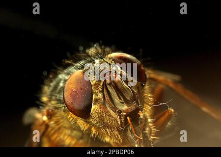 Makrobilder von Fliegenaugen Stockfoto