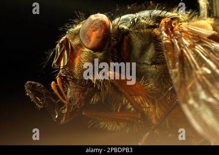 Makrobilder von Fliegenaugen Stockfoto