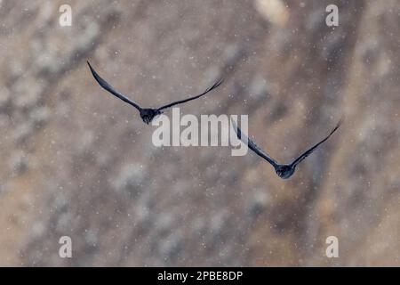 Raben fliegen anmutig in einem Schneesturm im späten Frühling im Yellowstone-Nationalpark Stockfoto