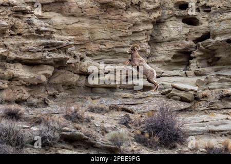 Ein großes Hornschaf hüpft am Morgen im Yellowstone-Nationalpark in Montana auf einen steilen Felsen Stockfoto