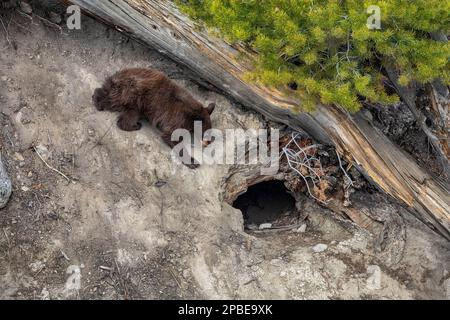 Ein Bärenjunges spielt an einem warmen Frühlingstag im Yellowstone-Nationalpark außerhalb seiner Höhle Stockfoto