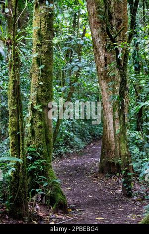 Üppiges Laub und Blumen schmücken die neotropen und montanen Wolkenwälder Costa Ricas im Monte Verde Biological Reserve Stockfoto