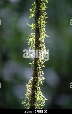 Üppiges Laub und Blumen schmücken die neotropen und montanen Wolkenwälder Costa Ricas im Monte Verde Biological Reserve Stockfoto