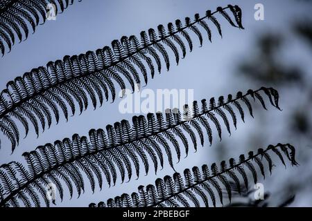 Üppiges Laub und Blumen schmücken die neotropen und montanen Wolkenwälder Costa Ricas im Monte Verde Biological Reserve Stockfoto