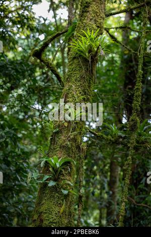 Üppiges Laub und Blumen schmücken die neotropen und montanen Wolkenwälder Costa Ricas im Monte Verde Biological Reserve Stockfoto