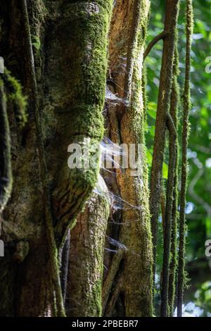 Üppiges Laub und Blumen schmücken die neotropen und montanen Wolkenwälder Costa Ricas im Monte Verde Biological Reserve Stockfoto