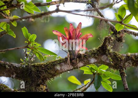 Üppiges Laub und Blumen schmücken die neotropen und montanen Wolkenwälder Costa Ricas im Monte Verde Biological Reserve Stockfoto