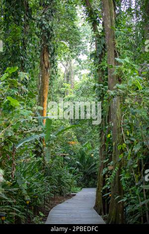 Üppiges Laub und Blumen schmücken die neotropen Wälder von Costa Rica Stockfoto