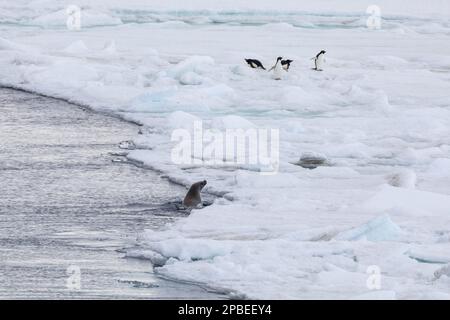 Ein Weddell Seehund jagt Pinguine auf dem Eisfluss in der Nähe der Snow Hill Antarktis Stockfoto