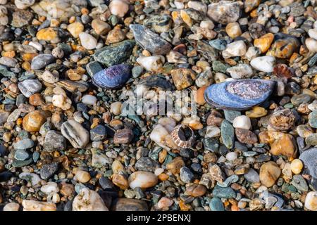 Farbenfrohe Muscheln und Steine leuchten im Licht auf dem Beagle-Kanal im Tierra del Fuego-Nationalpark in der Nähe von Ushuaia Argentina Stockfoto