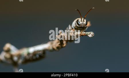 Nahaufnahme der weiblichen Schweißbiene hoch oben auf dem Ast und im Naturhintergrund, Makrofoto, selektiver Fokus. Stockfoto