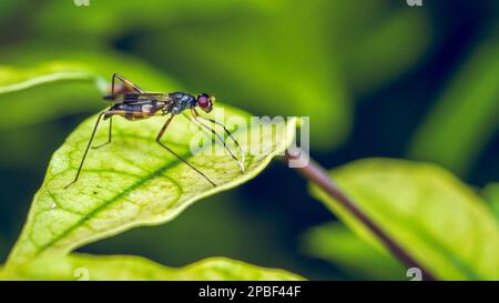 Erwachsenenbein Fliegen auf grünem Blatt, Insektentier, Makrofoto. Stockfoto