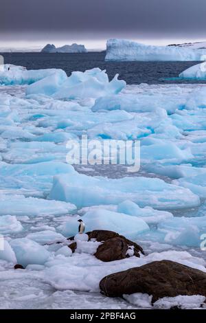 Ein Adelie-Pinguin ruht am Ufer in der Antarktis auf einem Felsen umgeben von blauen Eisbergen Stockfoto