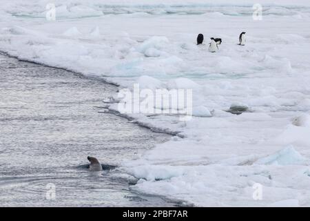Ein Weddell Seehund jagt Pinguine auf dem Eisfluss in der Nähe von Snow Hill Island in der Antarktis Stockfoto