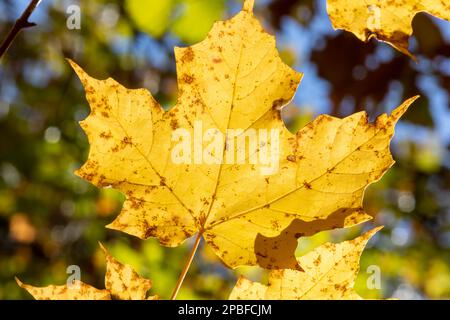 Wunderschöne Herbstfarben Ahornblätter, die von warmem Sonnenlicht beleuchtet werden Stockfoto