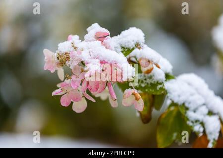 Eine blühende Herbsthydrangea ist von frühem Winterschnee bedeckt Stockfoto