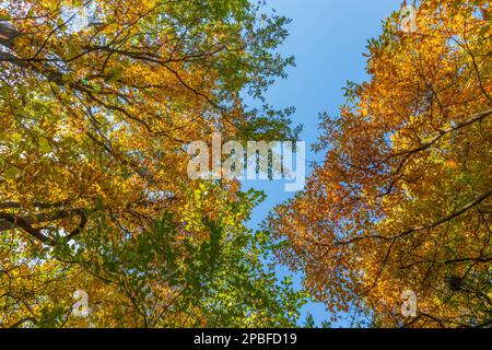 Im Sonnenlicht des Herbstes tauchen herbstliche Farben in den Baumkronen der Stadt auf Stockfoto