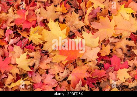 Wunderschöne Herbstblätter strahlen in lebendigen Farben unter einem Ahornbaum aus Stockfoto