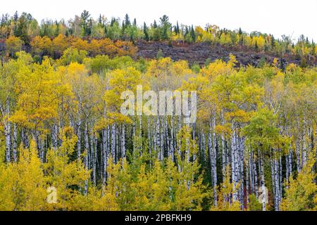 Brilliant fall colors erupt in autumn birch and aspen forest Stockfoto