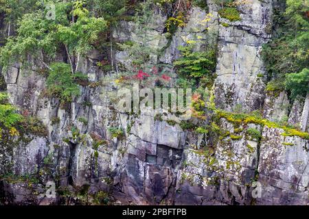 Herbstfarben erstrahlen in der Felsschlucht über dem Saint Croix River in der Nähe von Taylors Falls, Minnesota Stockfoto