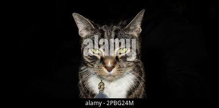 Tabby-Katze mit grünen Augen vor der Kamera, vor schwarzem Hintergrund. Kragen und Anhänger sind nur ein wenig sichtbar. Mürrisches, konfrontatives Blenden. Nahaufnahme des Kopfes, Stockfoto