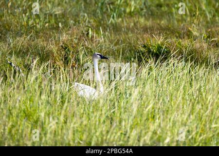 Tundra Swan sonnt sich am Nachmittag im Sumpfsee Stockfoto