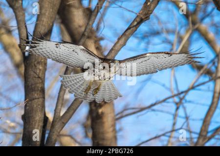 Ein junger Rotschwanzfalke sucht sich ein ahnungsloses Eichhörnchen in den nördlichen Winterwäldern von Minnesota aus Stockfoto