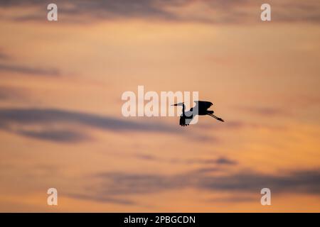 Großer Blaureiher im Flug bei Sonnenuntergang Stockfoto