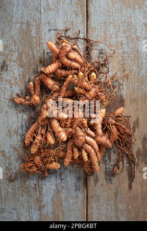 Ein Haufen frisch geernteter Kurkuma-Rhizome oder Wurzeln auf der Tischplatte, Curcuma longa, die in der Koch- und Medizin häufig verwendete Gewürze, von oben entnommen Stockfoto