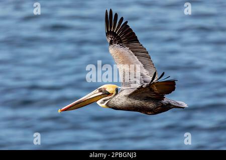 Der kalifornische Braunpelikan (Pelecanus occidentalis californicus) ist eine Unterart der braunen Pelikane. Stockfoto