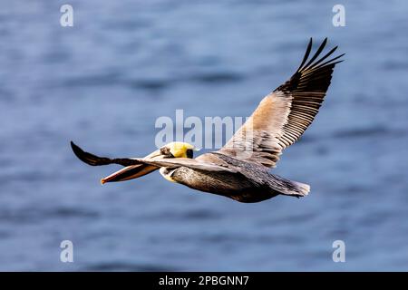 Ein wunderschöner kalifornischer brauner Pelikan schwingt in der frühen Tageslichtsonne über den offenen Ozean mit einer großen Spannweite, um seine Schönheit im Flug zu beweisen Stockfoto