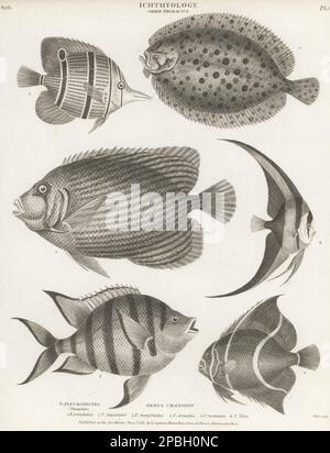 Zwergknoten, Zeugopterus punctatus 1, Kaiser Engelfisch, Pomacanthus Imperator 2, Sergeant Major, Abudefduf saxatilis 3, Gray Angelfish, Pomacanthus arcuatus 4, Copperband Butterflyfish, Chelmon rostratus 5, teira Batfish, Platax teira 6. Kupferplatten-Gravur von Thomas Milton aus Abraham Rees' Cyclopedia oder Universal Dictionary of Arts, Sciences and Literature, Longman, Hurst, Rees, Orme und Brown, Paternoster Row, London, 1. November 1811. Stockfoto