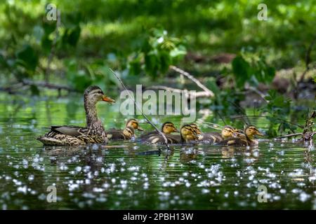 Entenküken schwimmen im Teich mit Mutterente Stockfoto