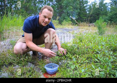 Mann pflückt wilde Heidelbeeren in der Nähe der Boundary Waters Canoe Area Wilderness in Minnesota außerhalb von Ely Stockfoto