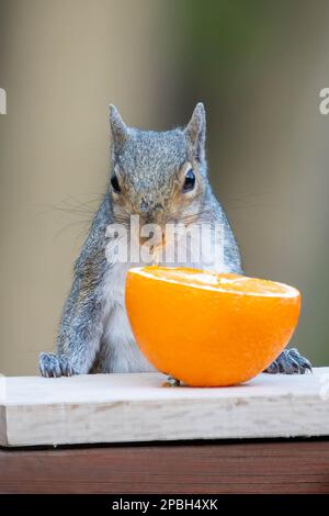 Ein durstiges Eichhörnchen schlürft bei schönem Tageslicht leckeres Fruchtfleisch aus einer Orange, während es die Kamera anstarrt und sein Getränk in freier Wildbahn genießt Stockfoto