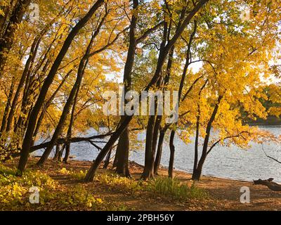 Herbstfarben auf dem Mississippi bei Minneapolis Stockfoto