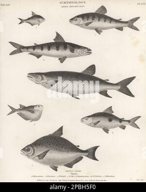 Tetra, Astyanax bimaculatus 1, Leporinus, Leporinus fasciatus 2, großer Eidechsenfisch, Saurida tumbil 3, African Pike Characin, Hepsetus odoe 4, River Hatchetfish, Gasteropelecus sternicla 5, Leporinus friderici 6 und redeye Piranha, Serrasalmus rhombeus 7. Kupferplatten-Gravur von Thomas Milton aus Abraham Rees' Cyclopedia oder Universal Dictionary of Arts, Sciences and Literature, Longman, Hurst, Rees, Orme und Brown, Paternoster Row, London, 1. Juli 1811. Stockfoto