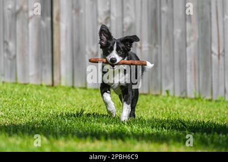 Das schwarz-weiße Collie Hündchen rennt auf dem Gras im Park. Stockfoto