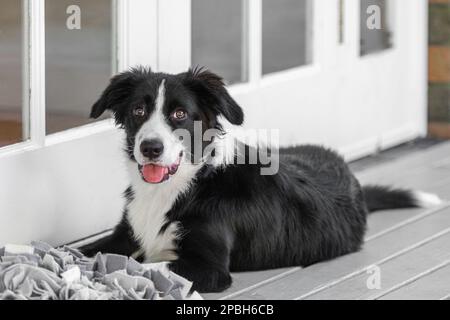 Das Hündchen Collie liegt auf dem Deck Stockfoto